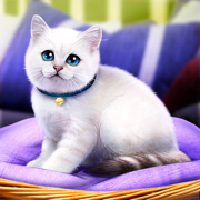 家猫生存模拟器3D App